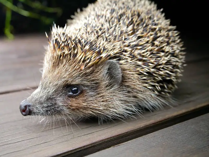 Can hedgehogs see well?