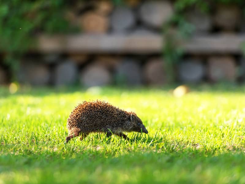 Welchen Geruch mögen Igel nicht?