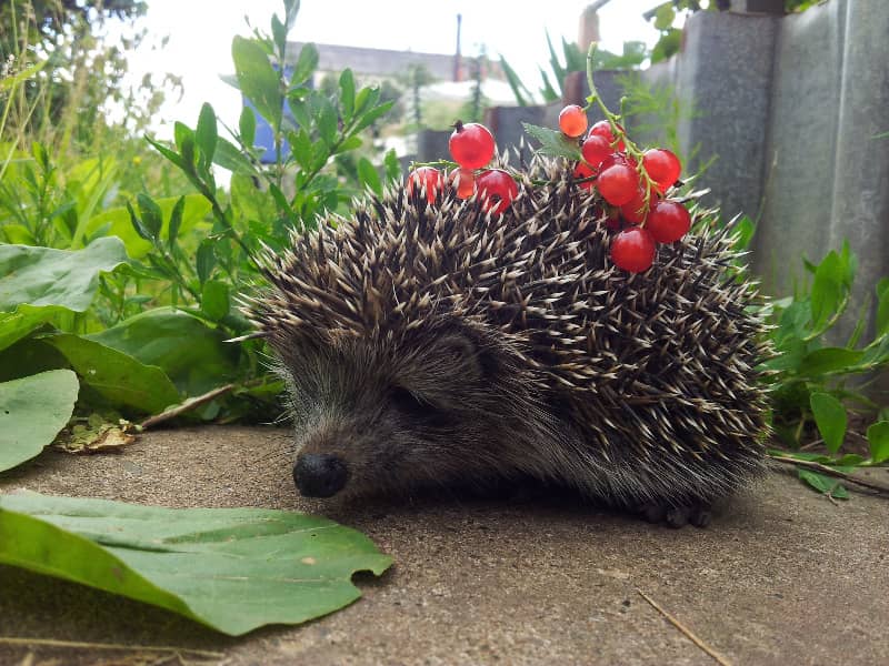 do hedgehogs eat fruit?