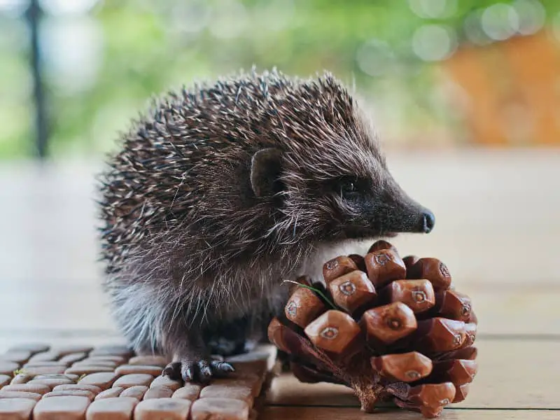 Können Igel gut hören?