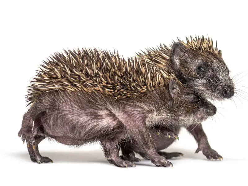 Hedgehog mating season