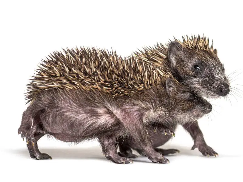 Igel Paarungszeit