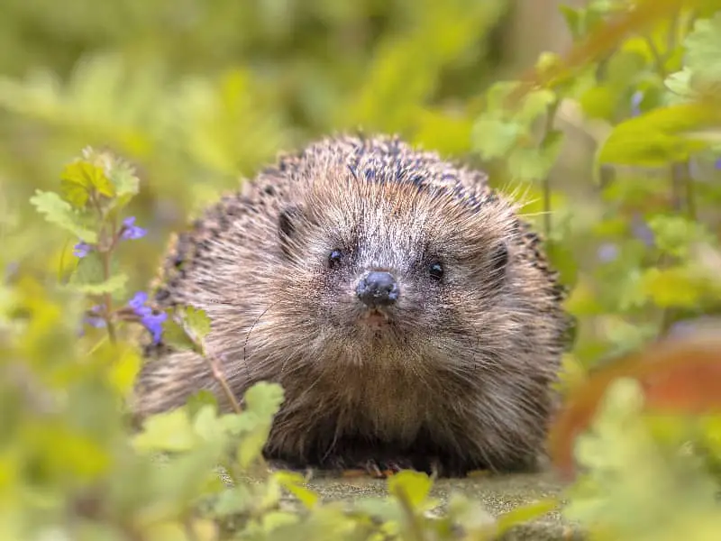 fressen Igel Schlangen?