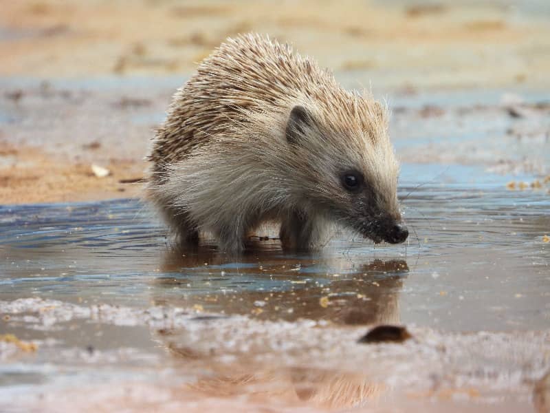 Können Igel schwimmen?