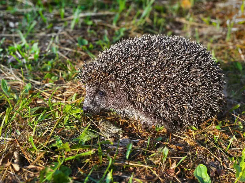 Können Igel beißen?