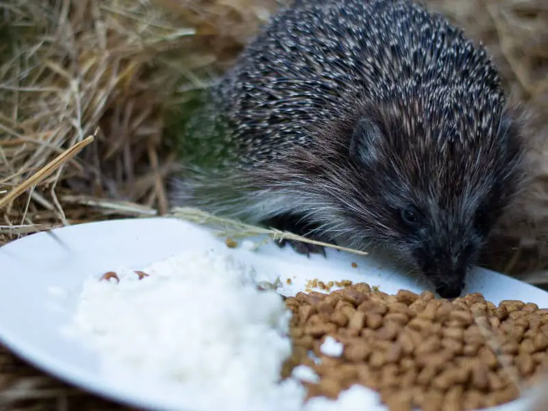 Feeding hedgehogs, when to stop?