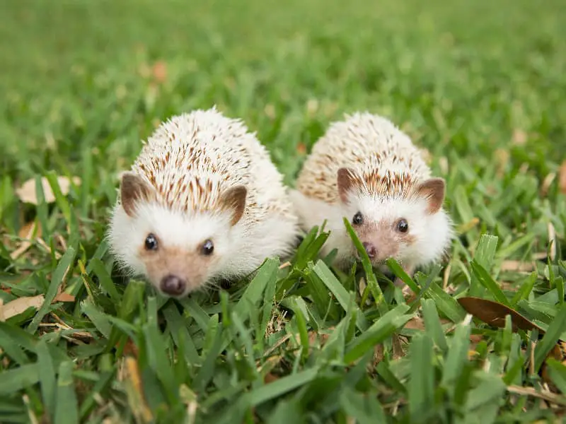 getrocknete Insekten für Igel