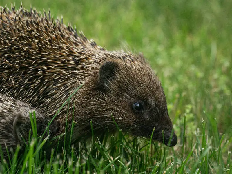 Hedgehogs out and about during the day in summer