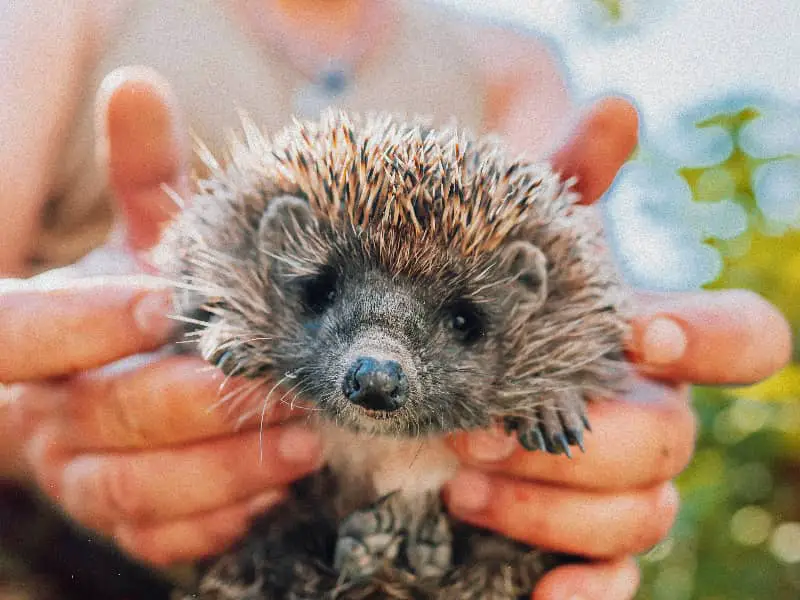 Igel stirbt Anzeichen