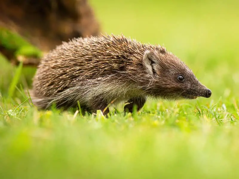 Wie schnell ist ein Igel?