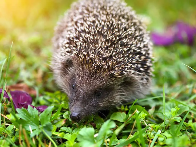 Können Igel springen?