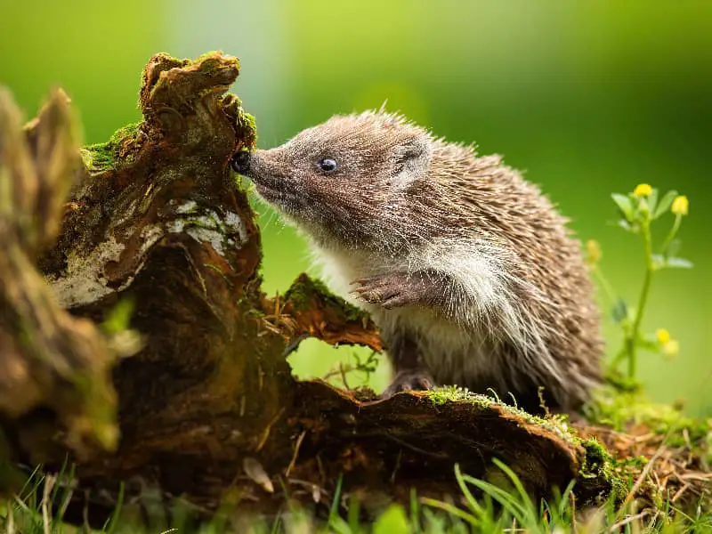 Können Igel klettern?