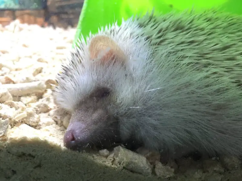 How long do hedgehogs sleep?