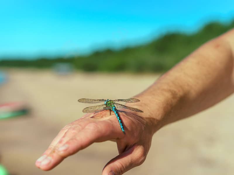 Large dragonflies