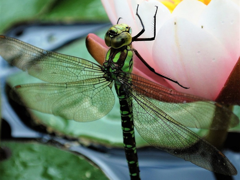 Green dragonflies