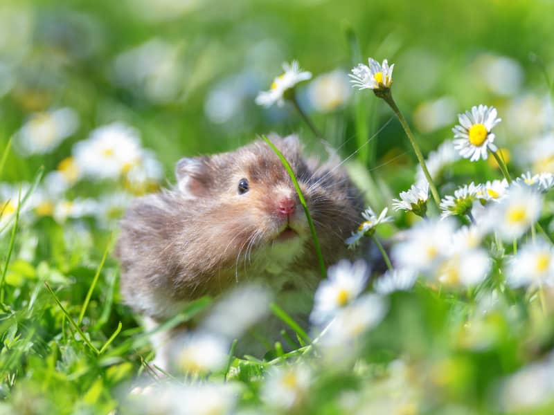 Hamster Freilauf