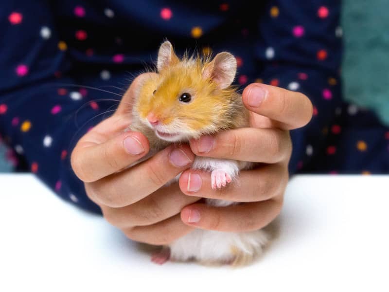 Hamster gender detect