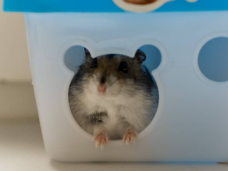 Hamster transport box