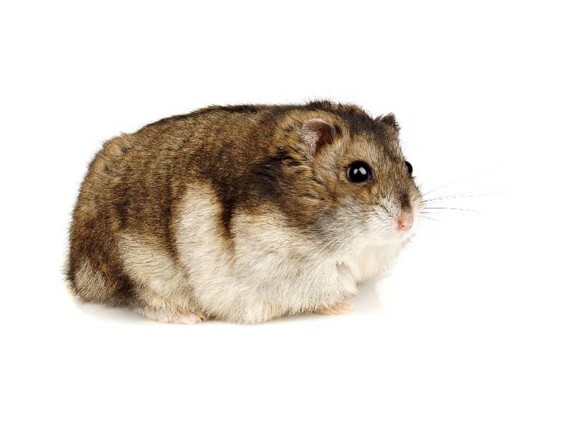 Thick hamster