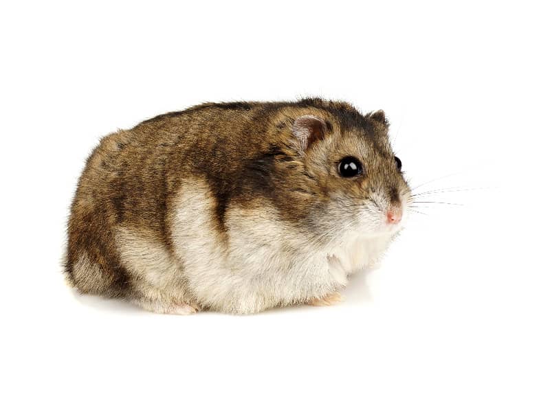 Dicke Hamster