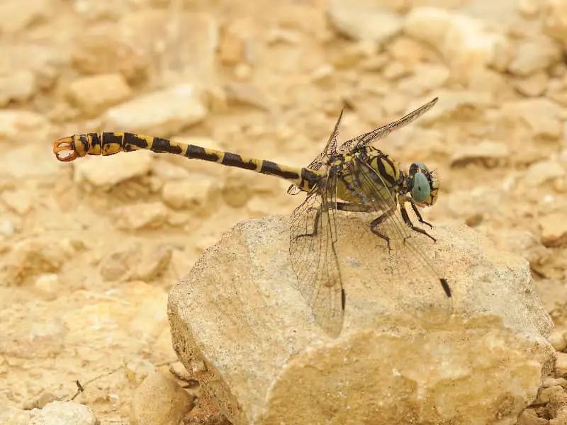 can dragonflies sting?
