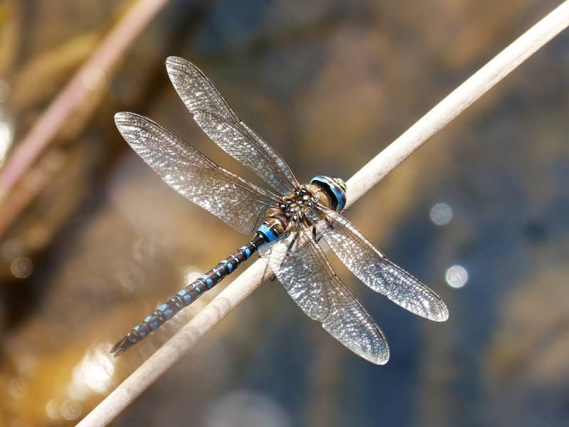 how long do dragonflies live?