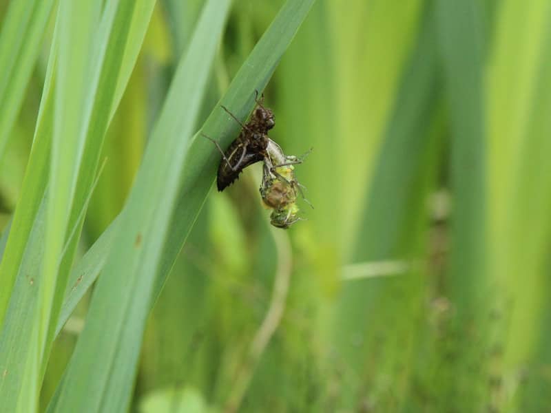 Libelle schlüpfend