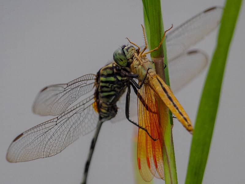 What do dragonflies eat?