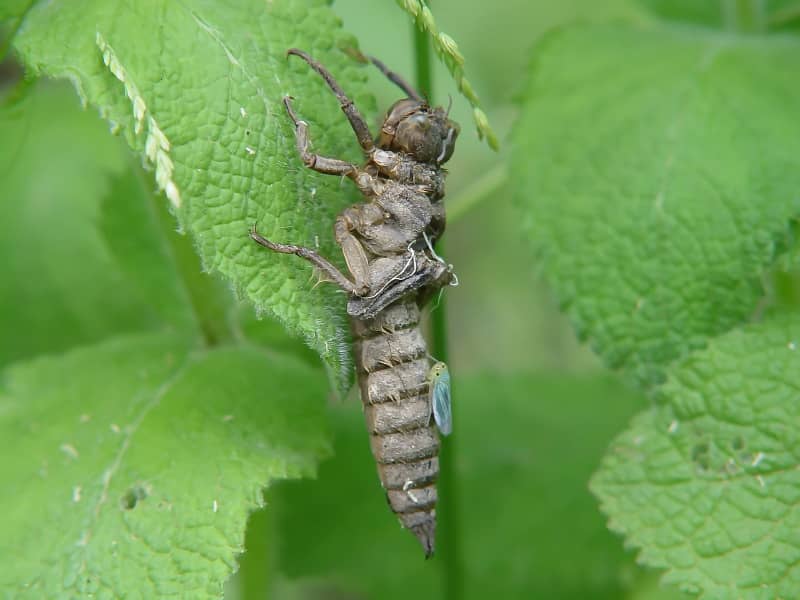 Dragonfly larvae in pond