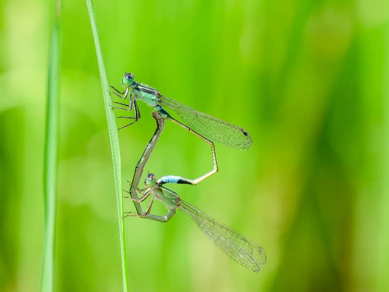 Dragonfly mating