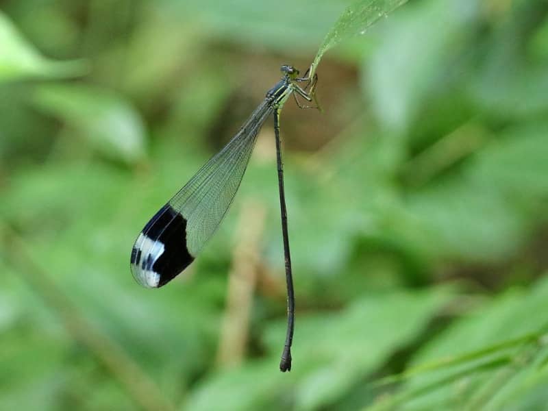the biggest dragonfly in the world