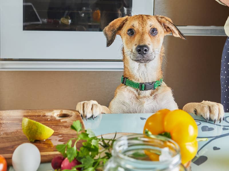 Veganes Hundefutter – Grün und Gesund?