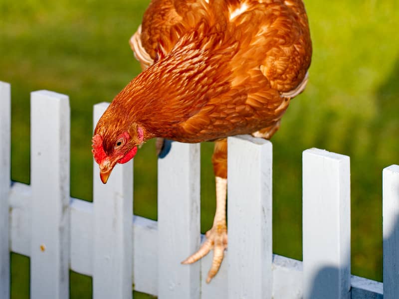 Huhn nicht auf robustem Kunststoffzaun
